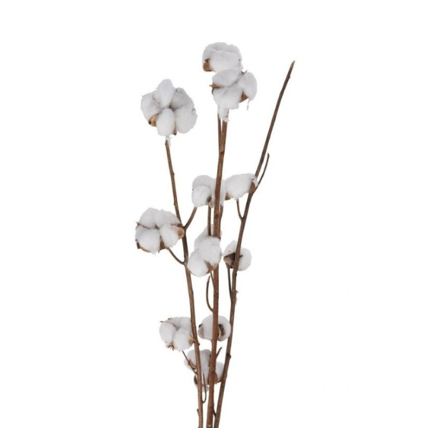 Fleur de coton