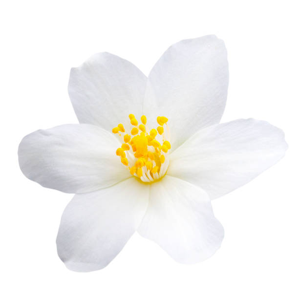 Jasmin