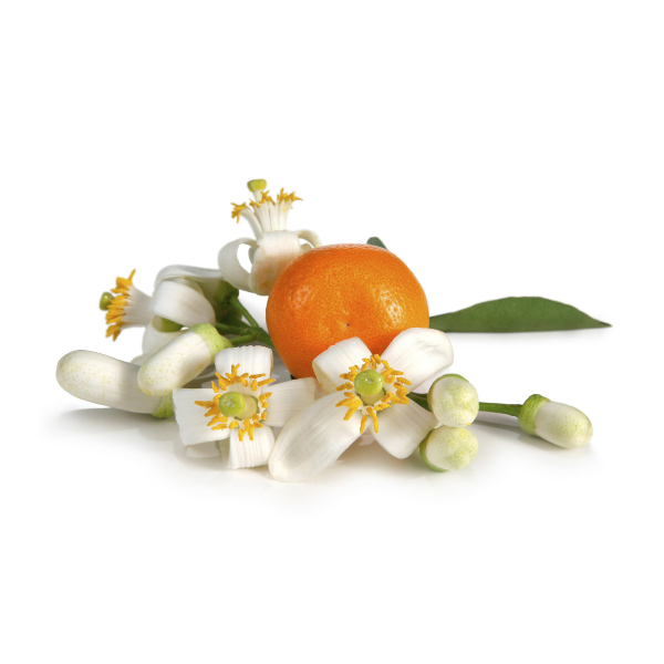Fleur d'oranger